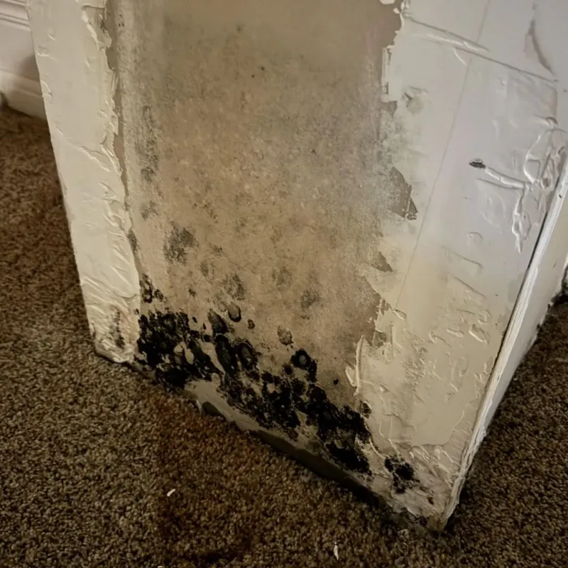 Professional Mold Removal in Valley City, ND